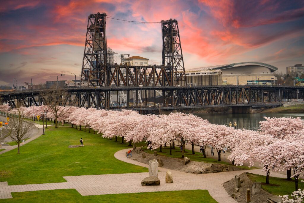 blooming flowering cherry trees at sunset in riverfront park along the Willamette river, and the Steel Bridge, in Portland Oregon